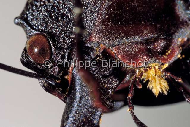 odontolabis delesserti.JPG - Odontolabis delesserti (Portrait)LucaneStag beetleColeoptera, LucanidaeInde
